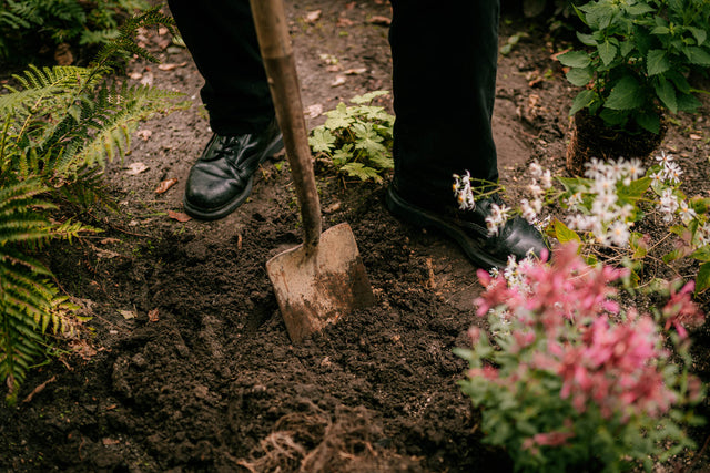 Bodembedekkers planten in 7 stappen