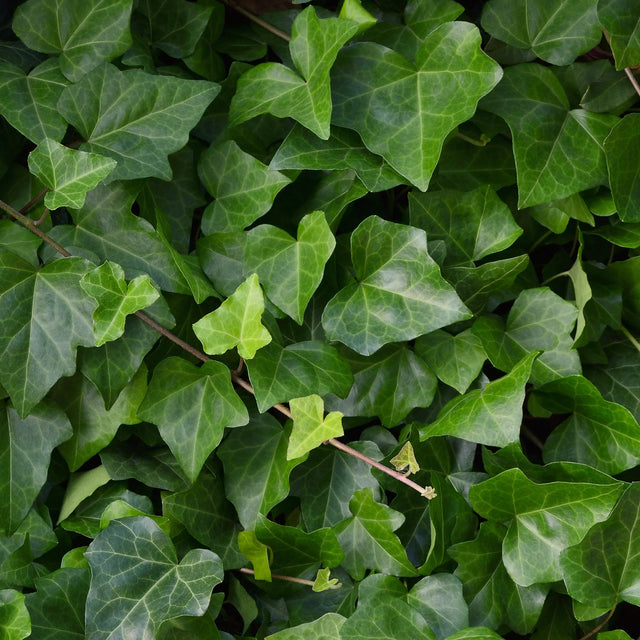 Tips voor het bemesten van de Hedera (Klimop)