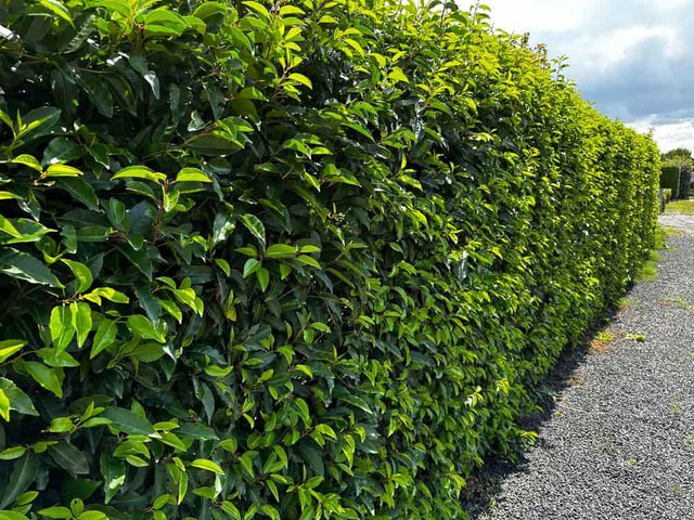 Portugese laurier aanplanten: zo doe je dat