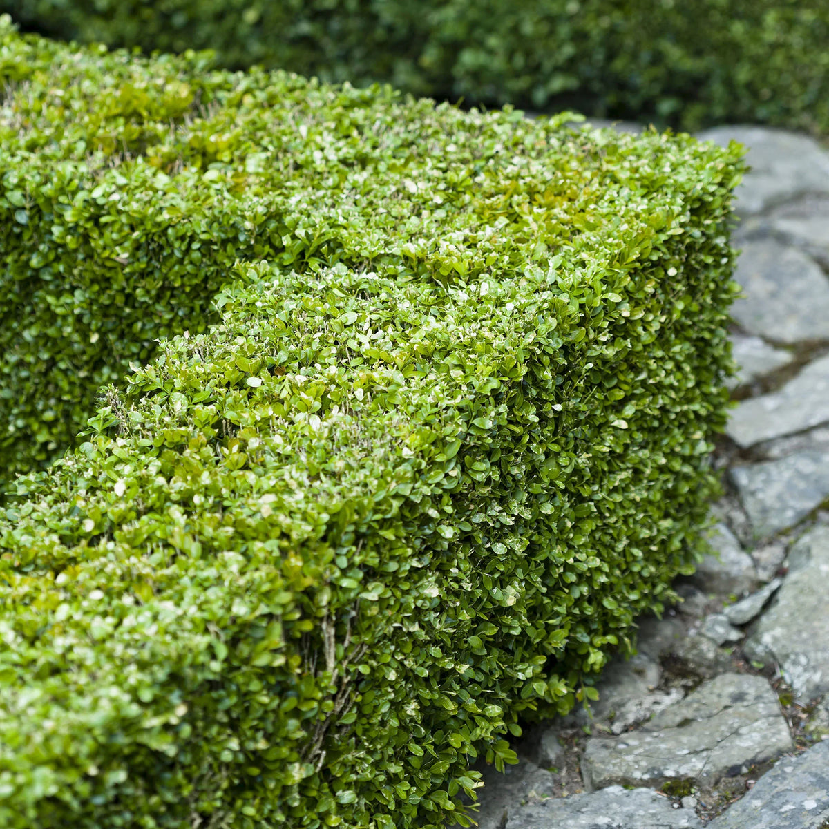Buxus snoeien