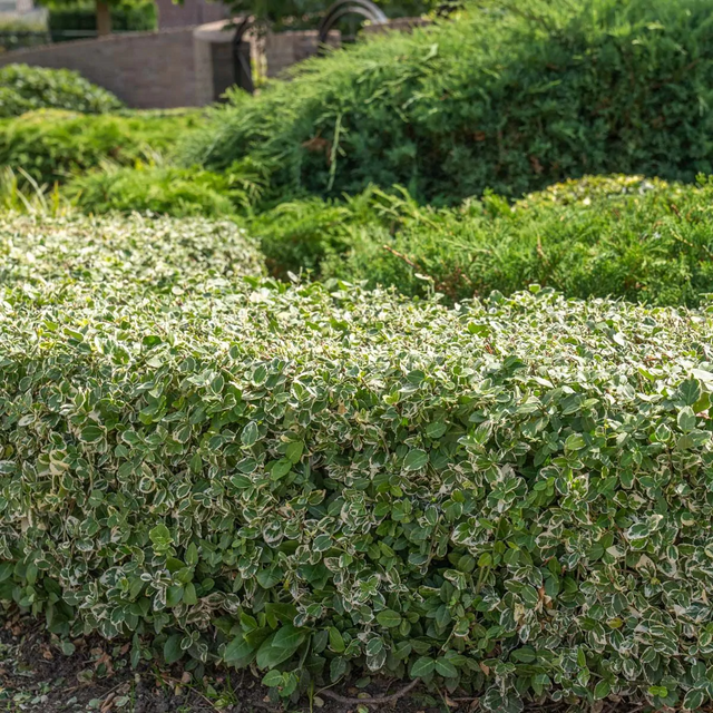 Hoe snoei je de kardinaalsmuts?