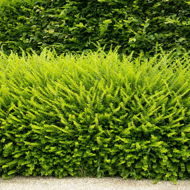 Kamperfoelie planttijd: wanneer moet je deze haag planten?