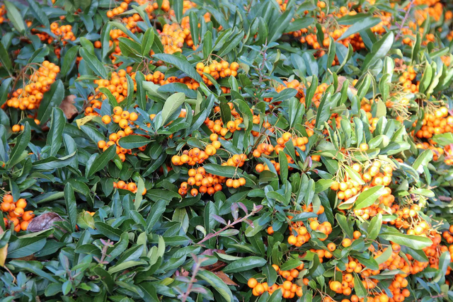 Planttijd van de Vuurdoorn (Pyracantha)