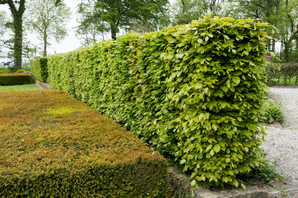 Plantafstand bladverliezende haagplanten