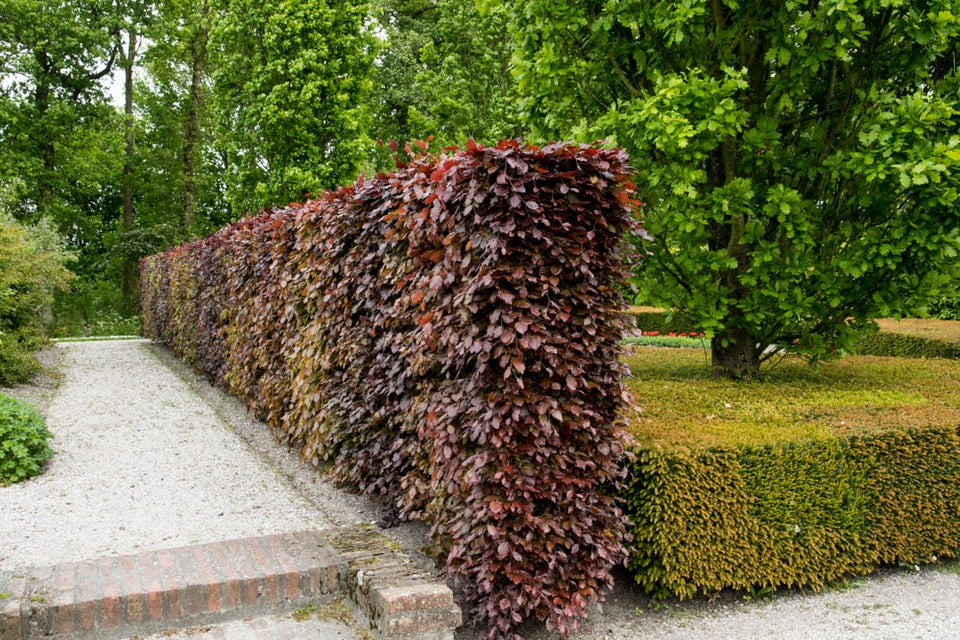 Rode beukenhaag aanplanten: 5 tips