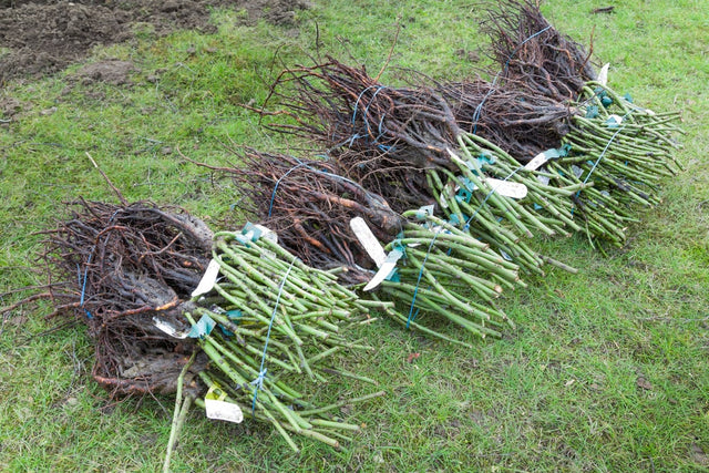 Blote wortel planten aanplanten en verzorgen