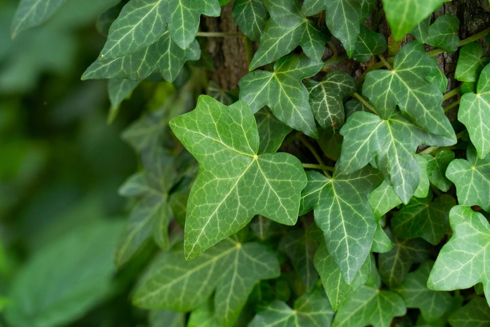 De ideale standplaats van de Hedera