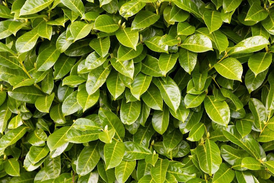 Zo kies je de juiste laurierstruik voor je tuin