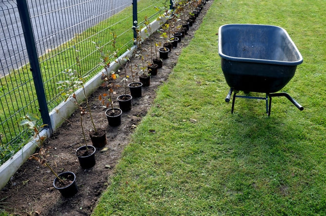 Tips voor het planten van de beukenhaag