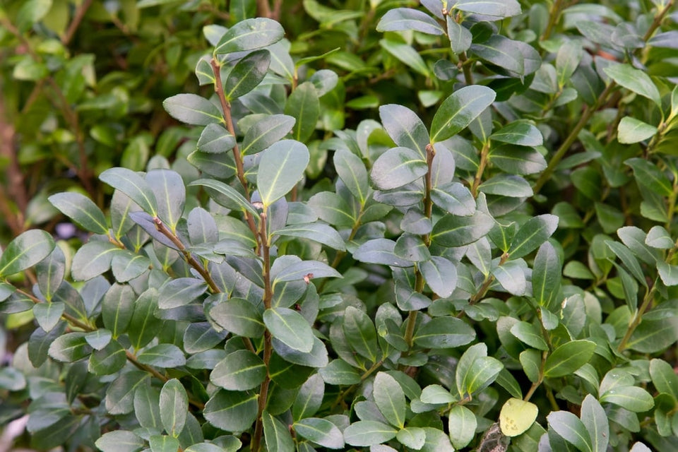 De nadelen van Japanse hulst (Ilex crenata)