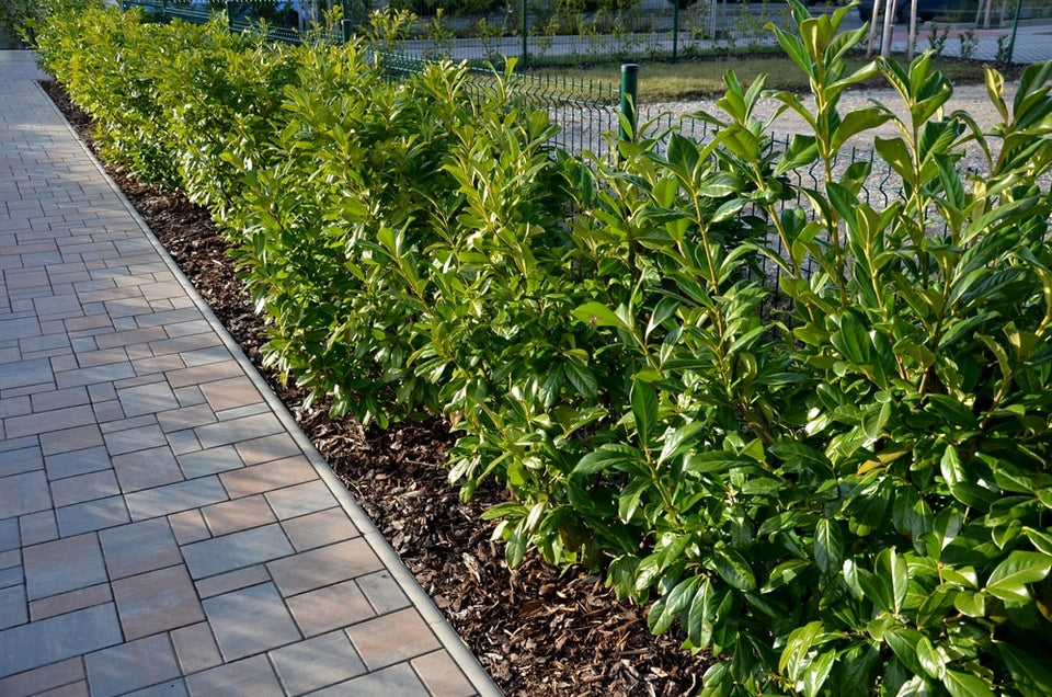 De juiste plantgrootte kiezen voor haagplanten