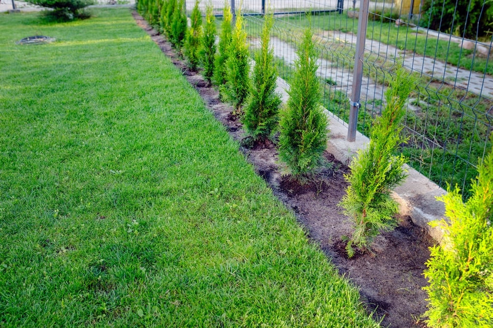 Haagplanten met kluit aanplanten