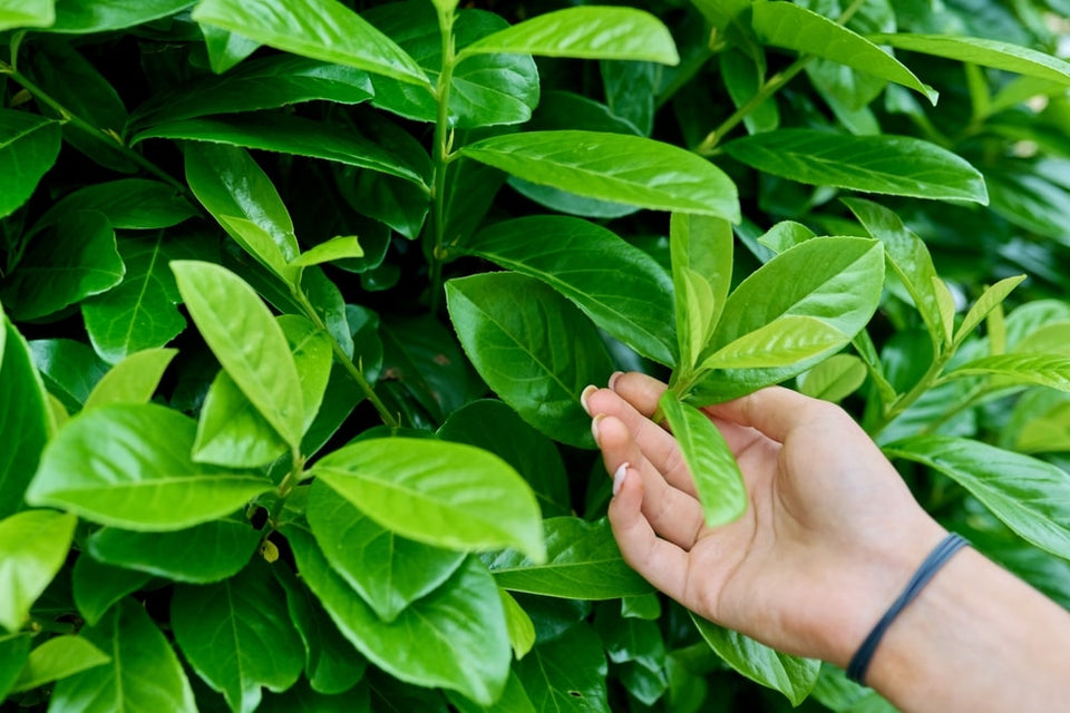 Laurier goed aanplanten