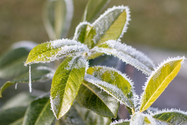 Kun je in de winter laurier snoeien?