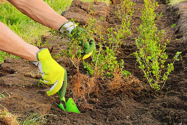 Tips voor het aanplanten van groenblijvende hagen