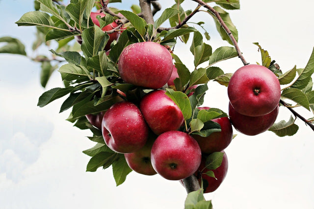 Appelbomen