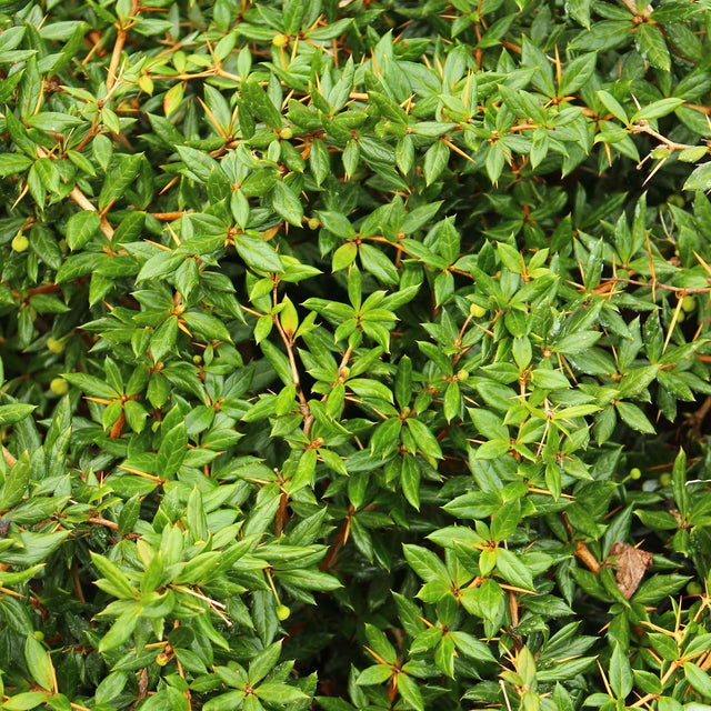 Berberis 'Amstelveen'