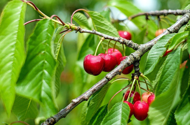 Kersenbomen