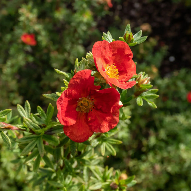 Heesterganzerik Red Ace