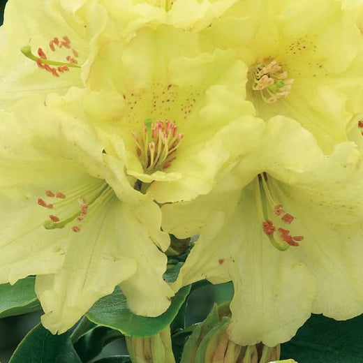 Rhododendron Horizon Monarch