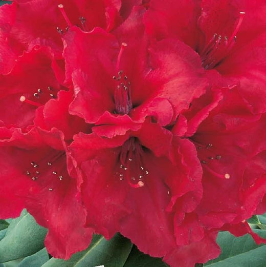 Rhododendron Red Jack