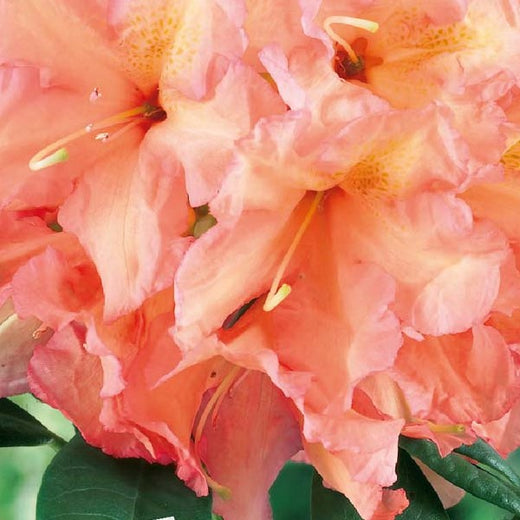 Rhododendron Tortoiseshell Orange