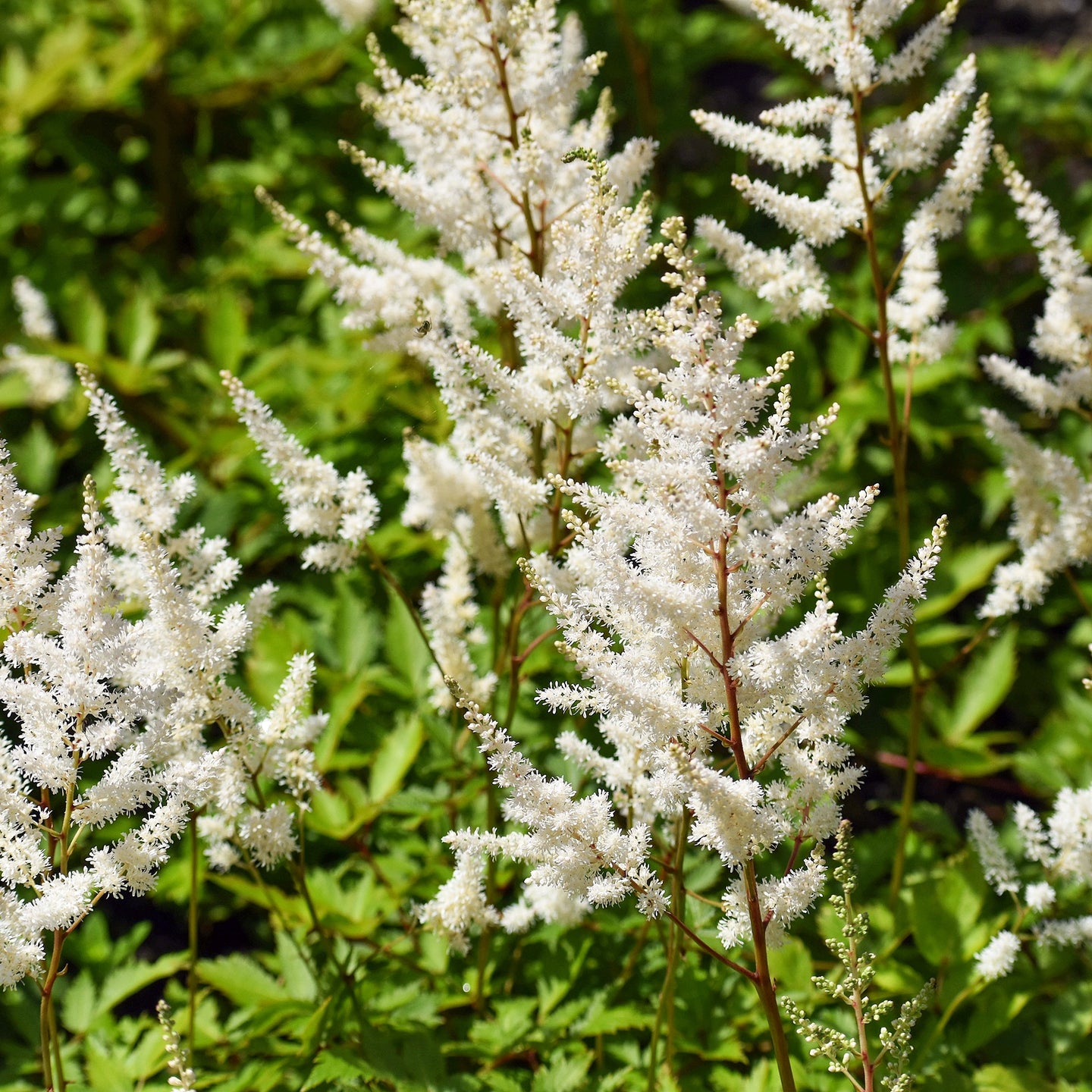 Pluimspirea Deutschland