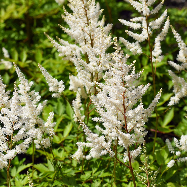 Pluimspirea Deutschland