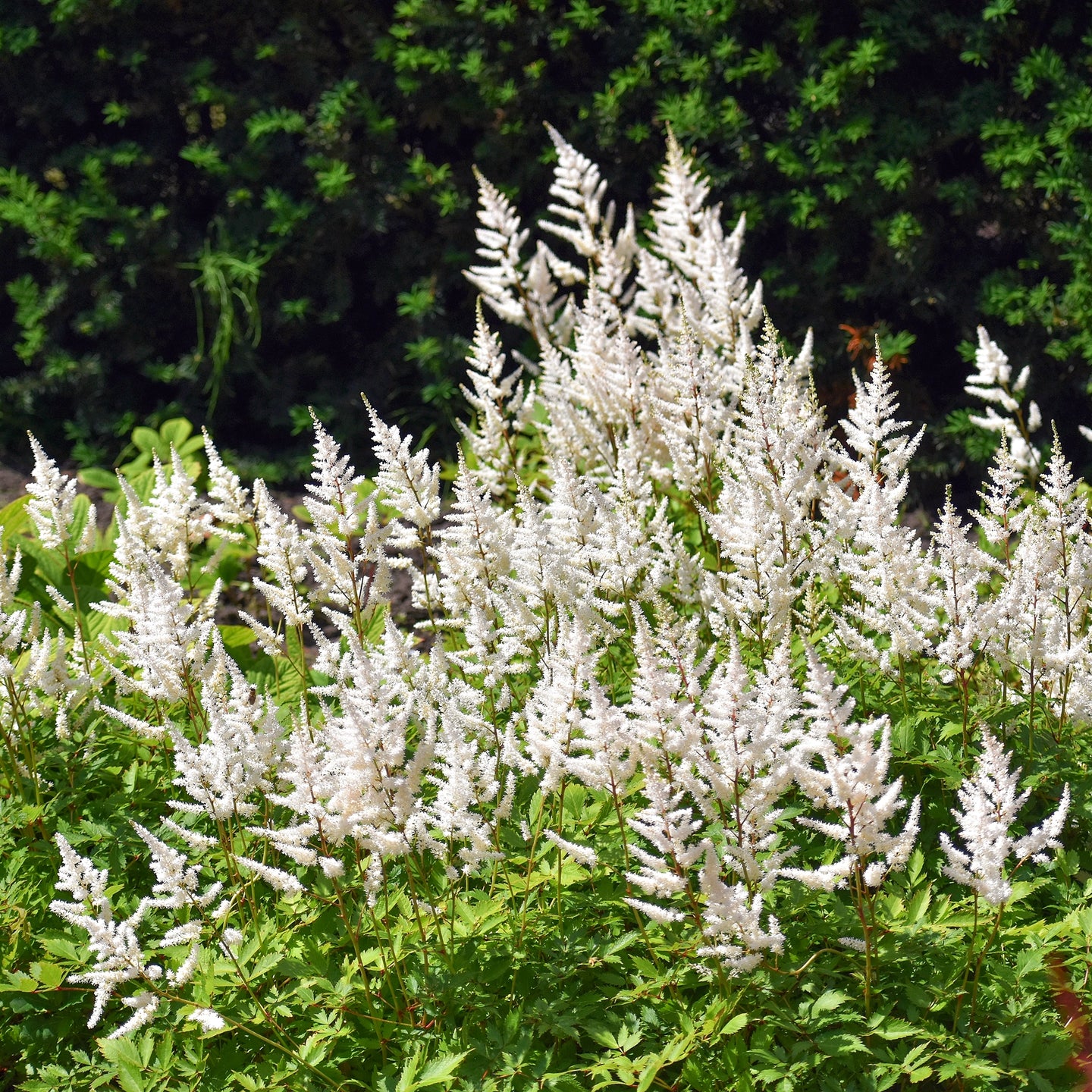 Pluimspirea Deutschland