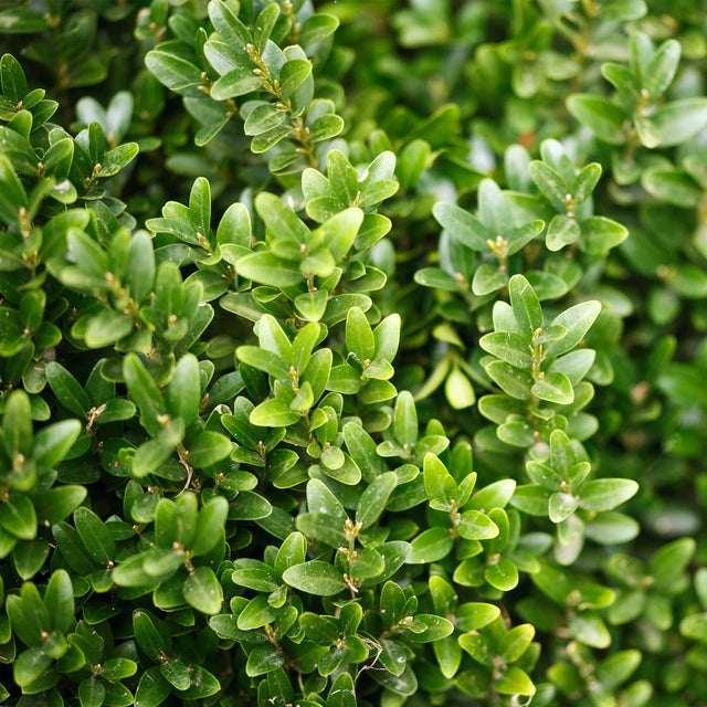 Buxus kant-en-klaar haag