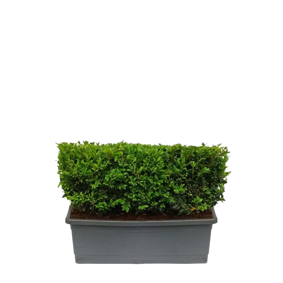 Buxus