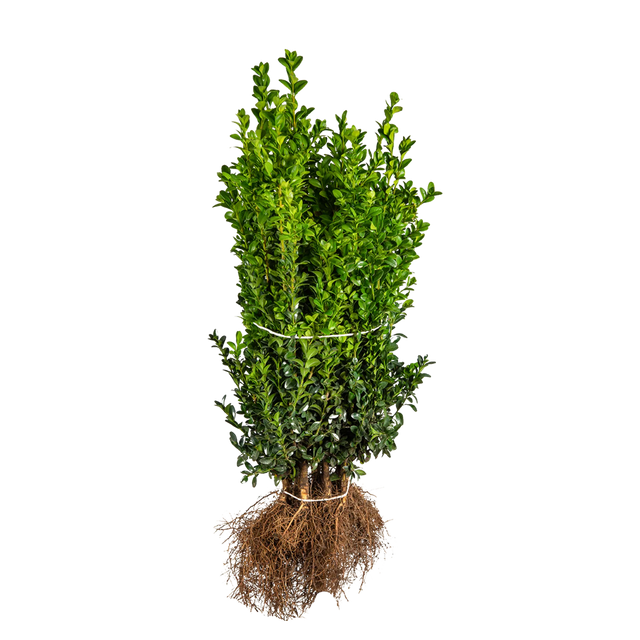 Buxus