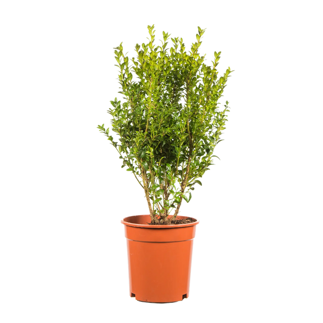 Buxus