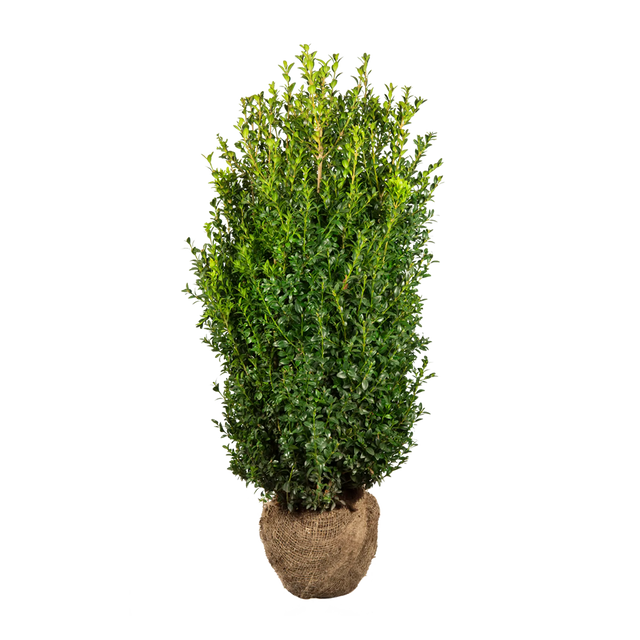 Buxus