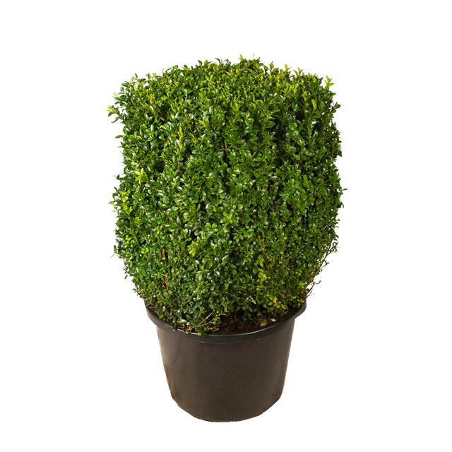 Buxus kubus