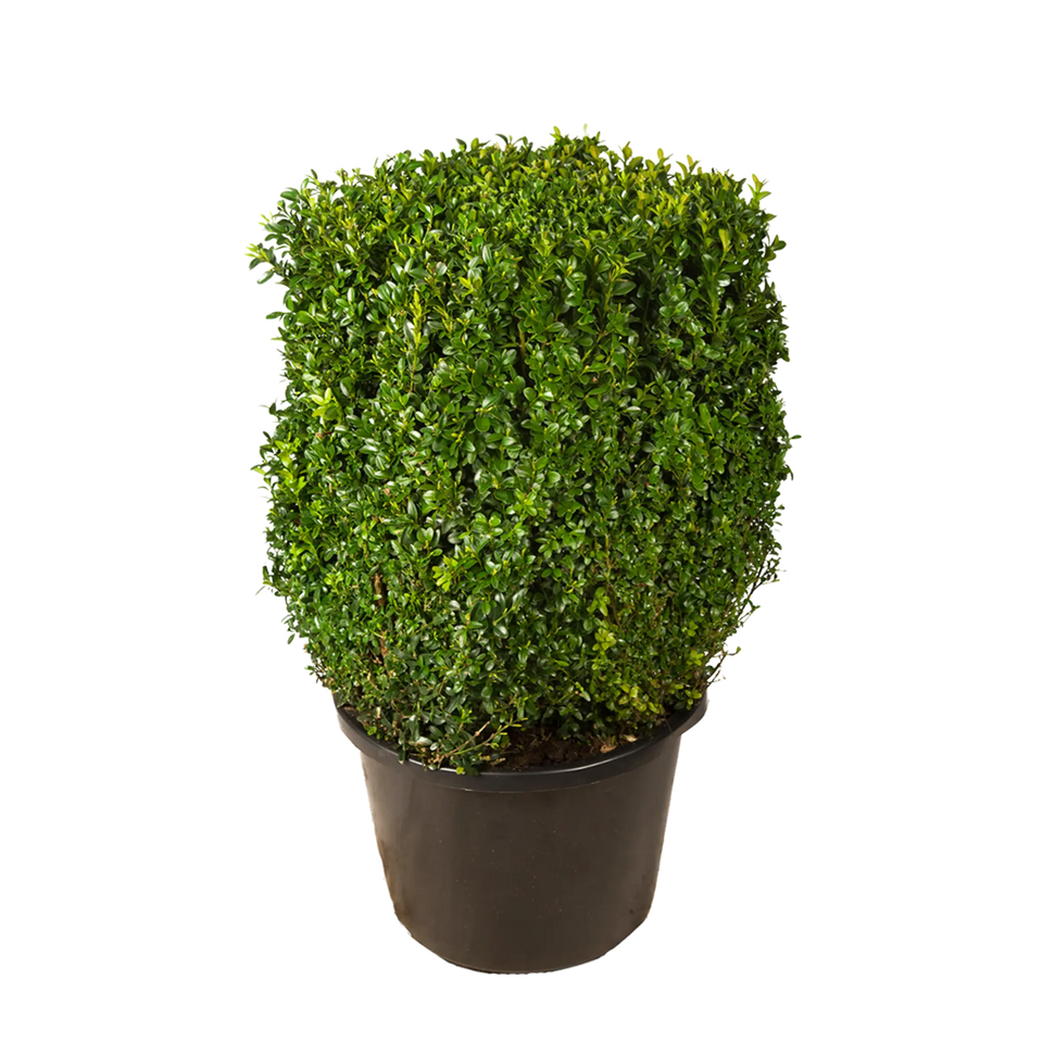 Buxus