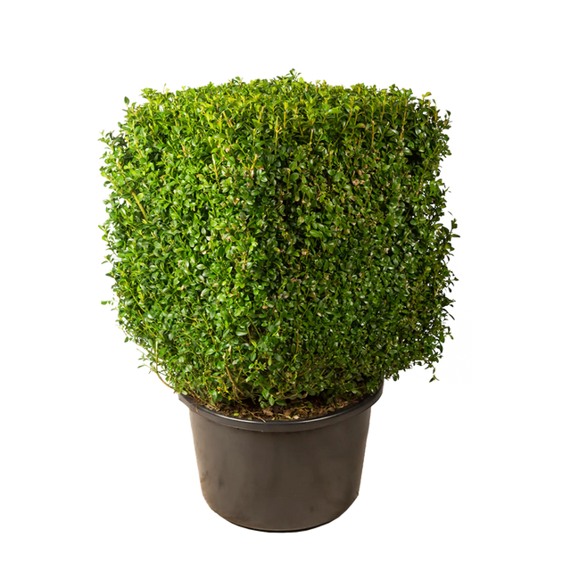 Buxus kubus