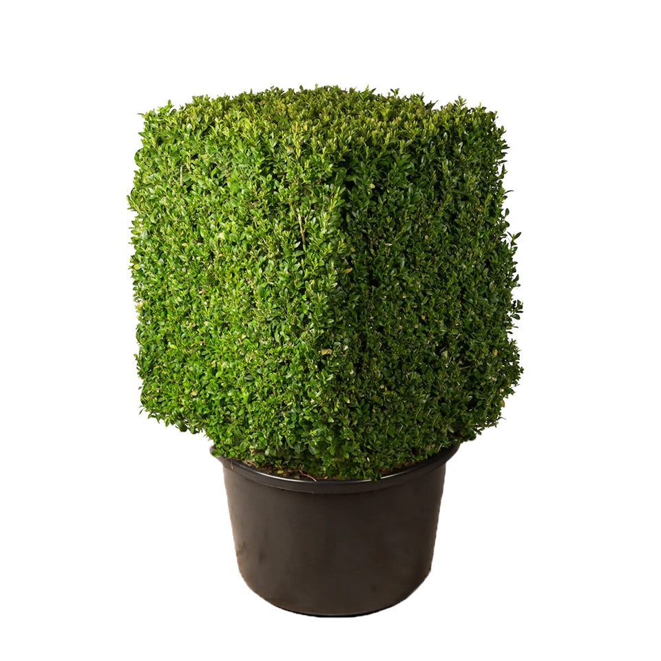 Buxus