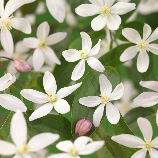 Groenblijvende bosrank Apple Blossom