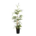 Groene leylandii