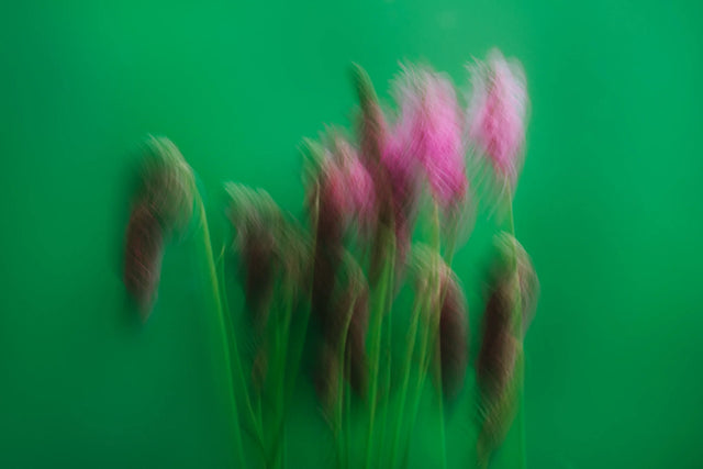 Plantentips