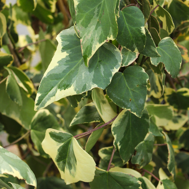 Kaukasische klimop Dentata Variegata