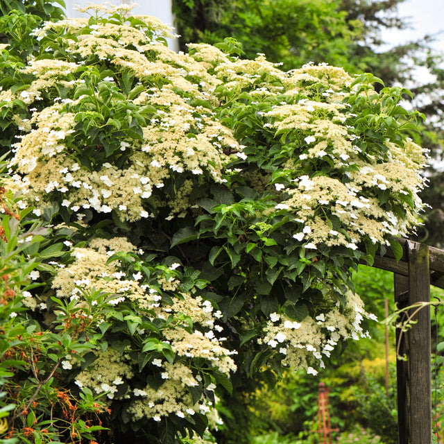 Klimhortensia