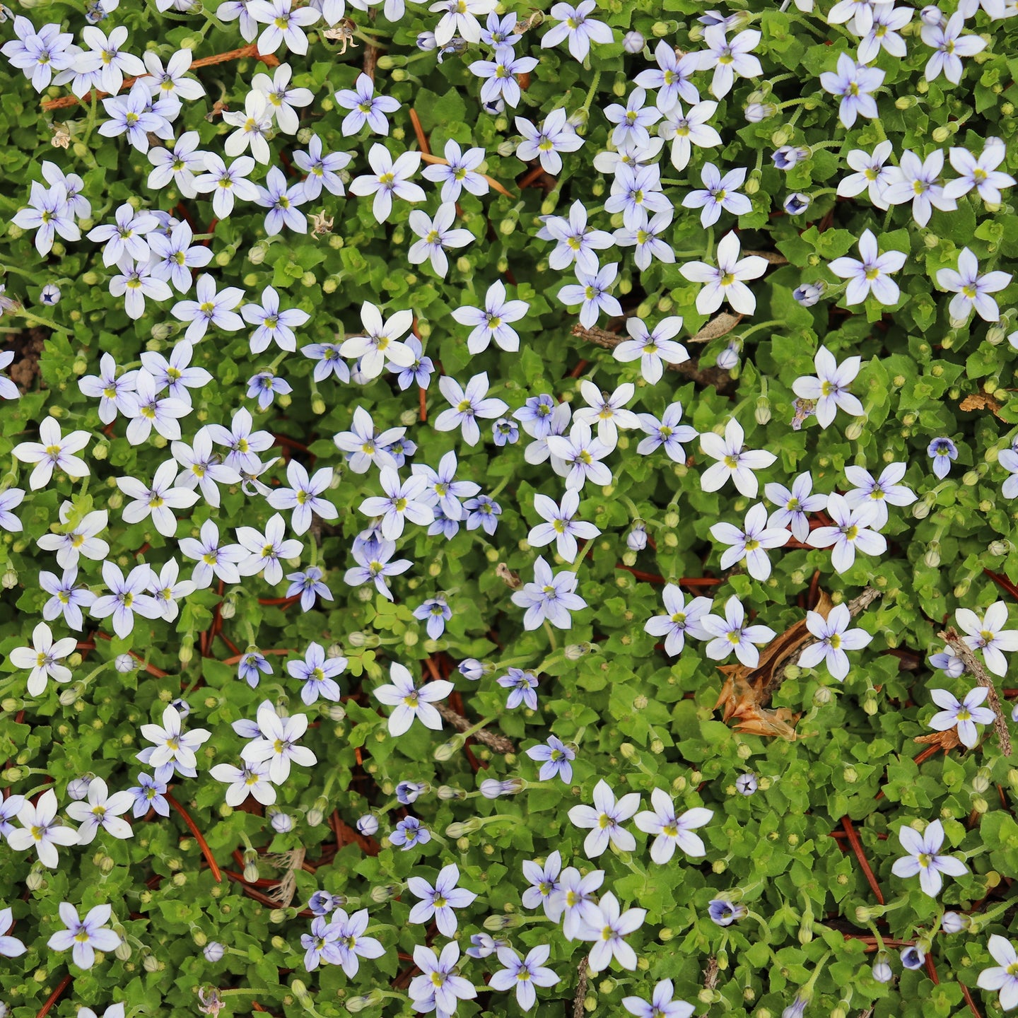 Laurentia, Blauwe grondkruiper