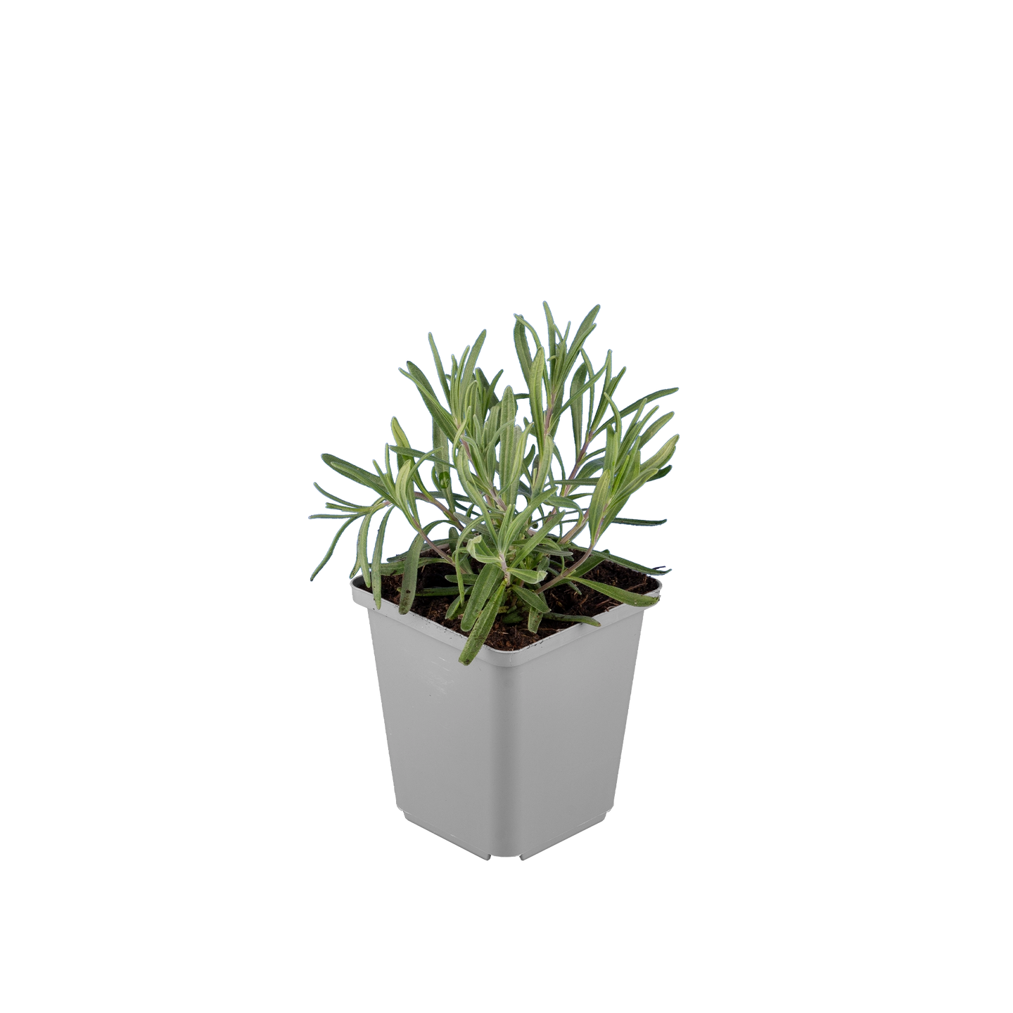 Lavendel Dwarf Blue