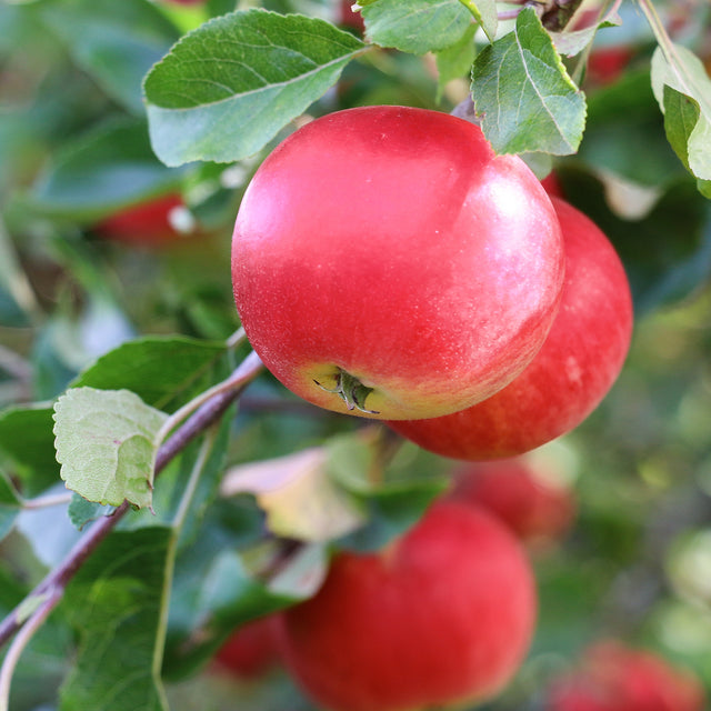 Appel 'Rode Boskoop'