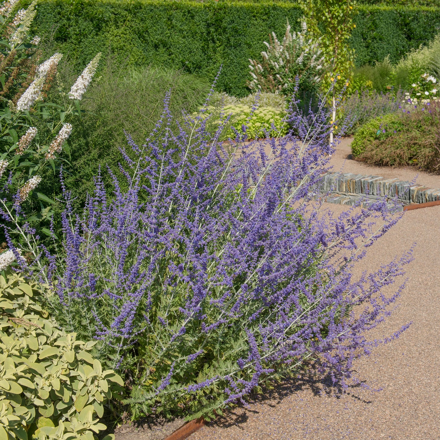 Reuzenlavendel Blue Spire