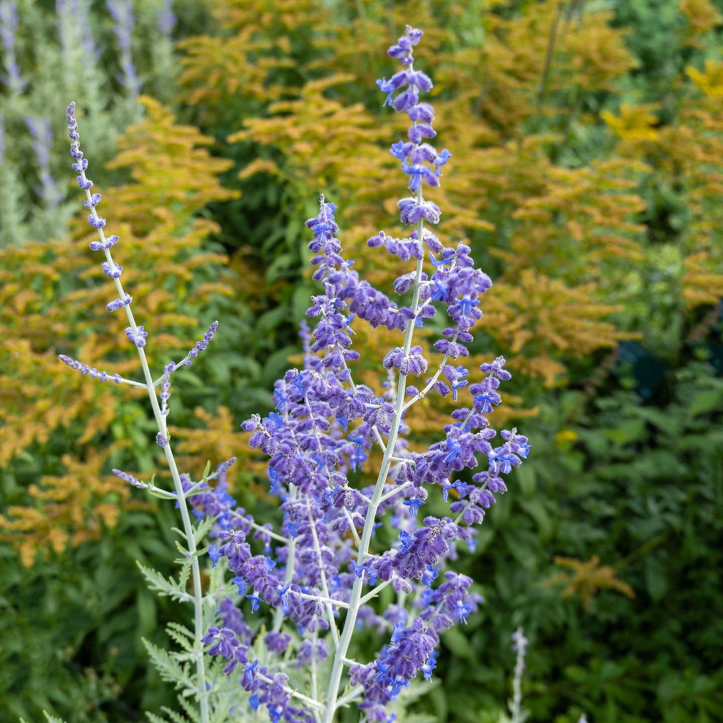 Reuzenlavendel Blue Spire