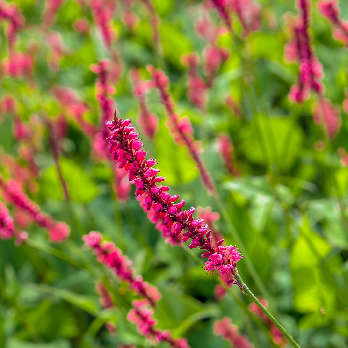 Duizendknoop amplexicaulis