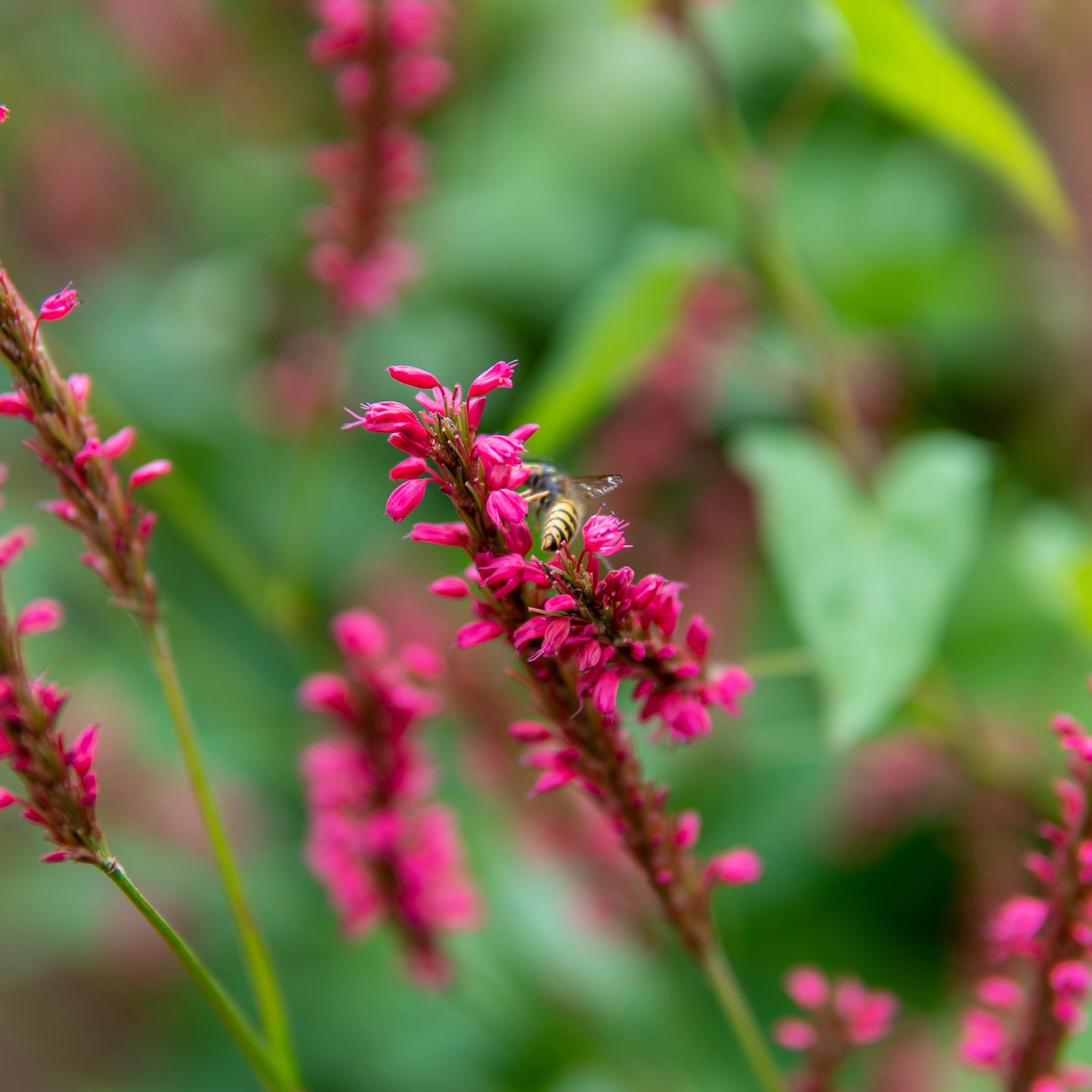 Duizendknoop Speciosa